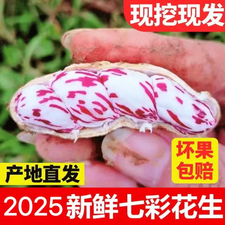 云南高山新鲜现挖七彩带壳水果花生洗净发货颗粒饱满