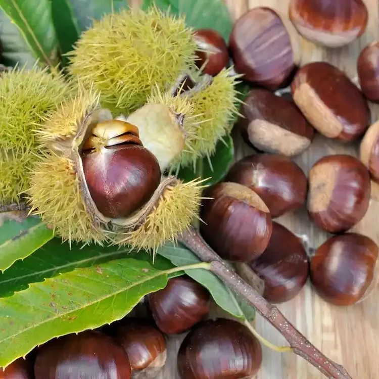 2025年云南高山老树新鲜板栗粉糯香甜深山特产