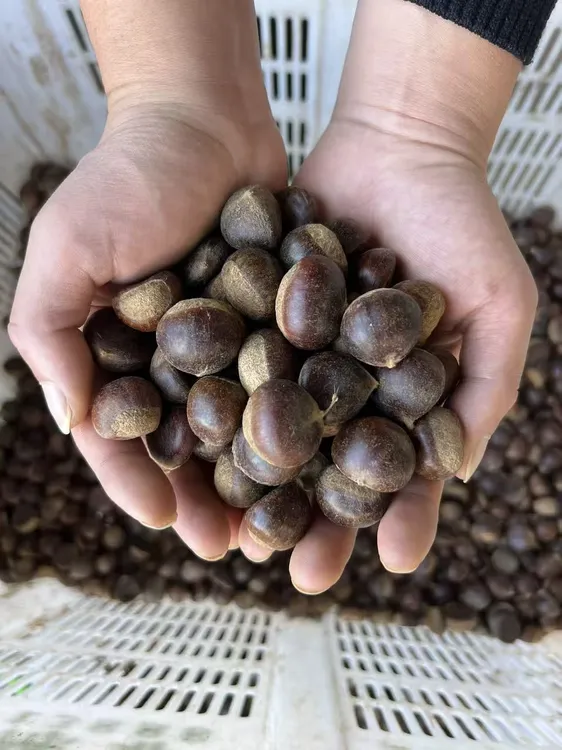 2025年云南深山里的野生新鲜小板栗3斤/5斤