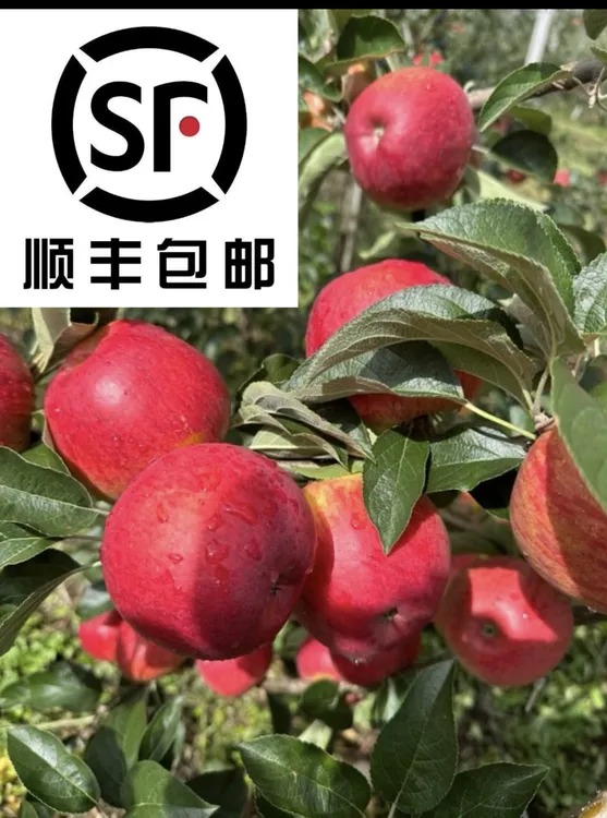 贵州威宁新街早熟苹果