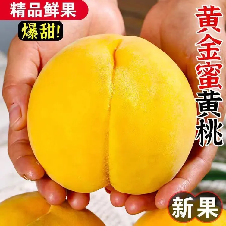 【蒙阴黄金蜜桃】正宗山东蒙阴蜜桃黄毛桃现摘新鲜水果桃子清甜爆汁