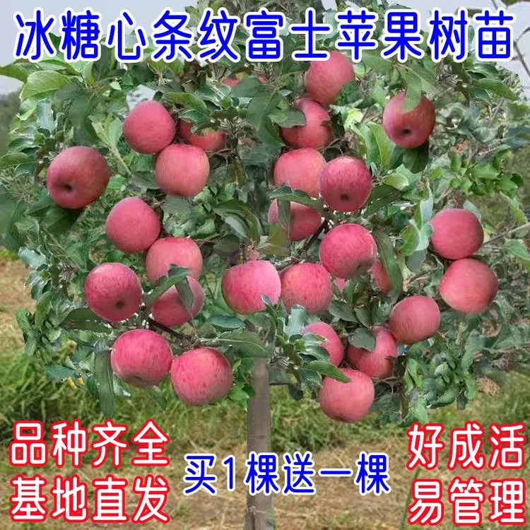 嫁接红富士黑钻维纳斯冰糖心苹果树苗南北方种植当年结果抗寒耐旱