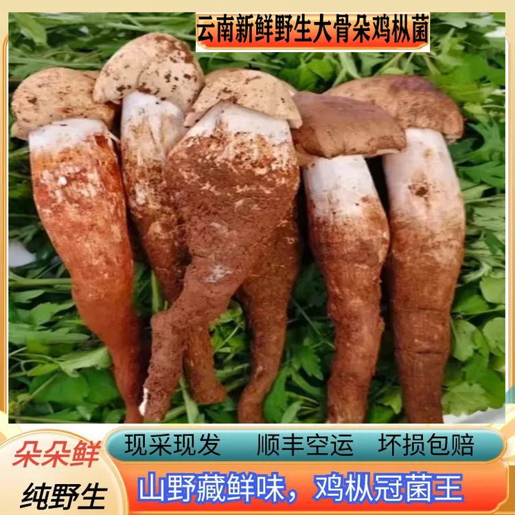云南新鲜野生大骨朵鸡枞菌天麻新鲜天麻