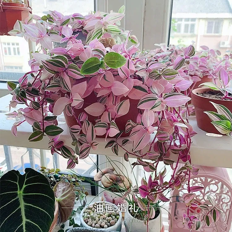 油画婚礼吊兰盆栽带盆室内好养观叶水培植物桌面绿植盆栽摆件花