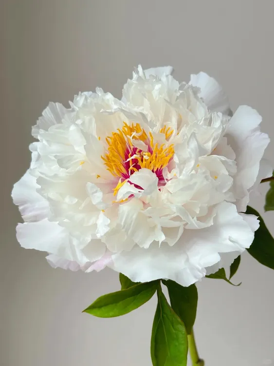 香玉牡丹国色天香6加仑带盆栽好老盆可复花