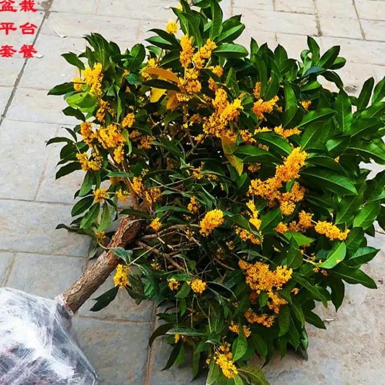 桂花树苗盆栽金桂浓香型花卉室内外庭院阳台地栽月月开好养绿植物