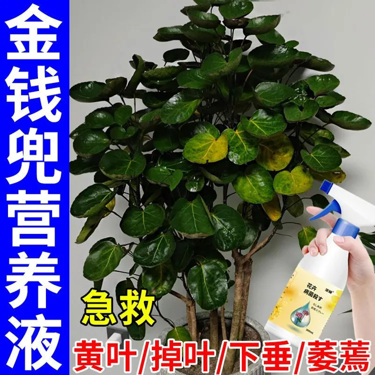 金钱兜专用肥福禄桐营养液急救黄叶枯叶绿叶促长壮根茁苗专用肥料