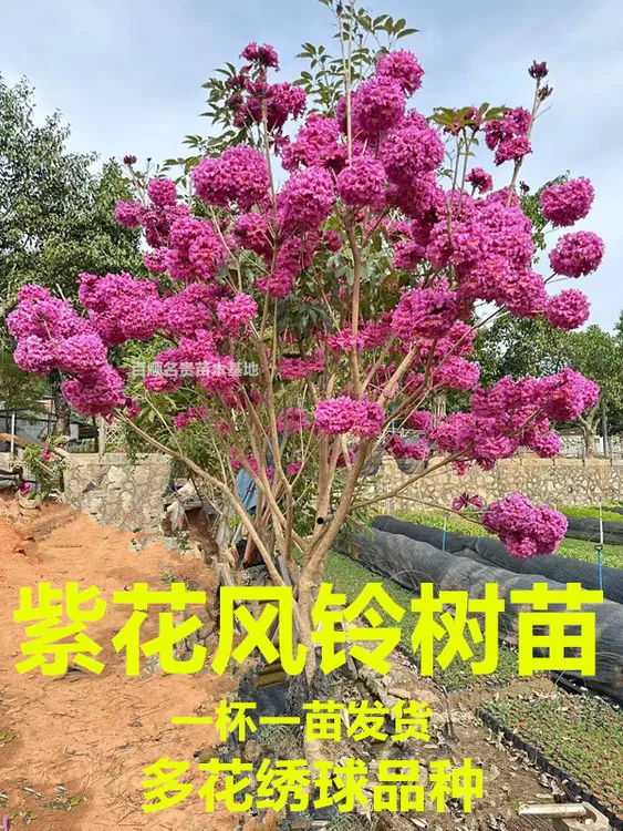 网红树紫花风铃木树苗正宗紫花风铃树苗多花绣球  盆栽 庭院 绿化