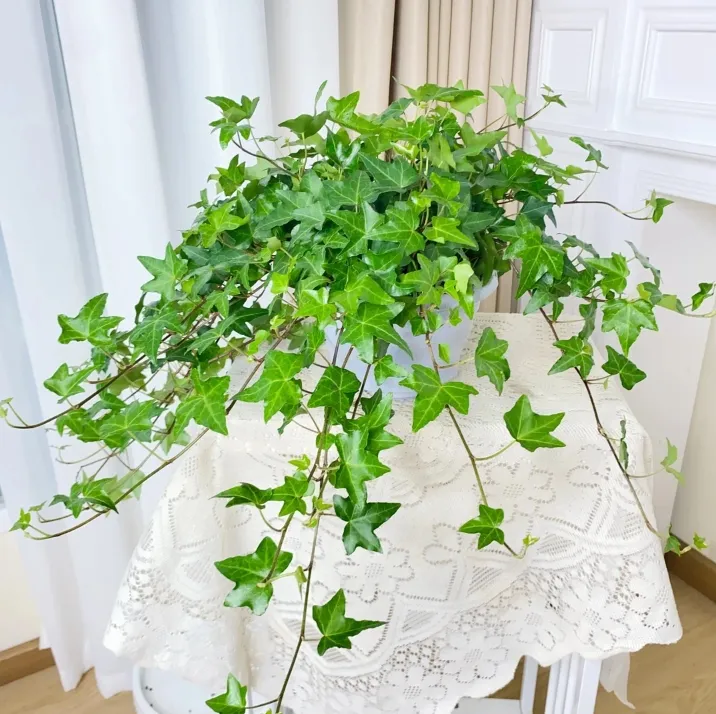 常春藤吊兰室内阳台垂吊绿植吸甲醛四季常青好养爬藤盆栽