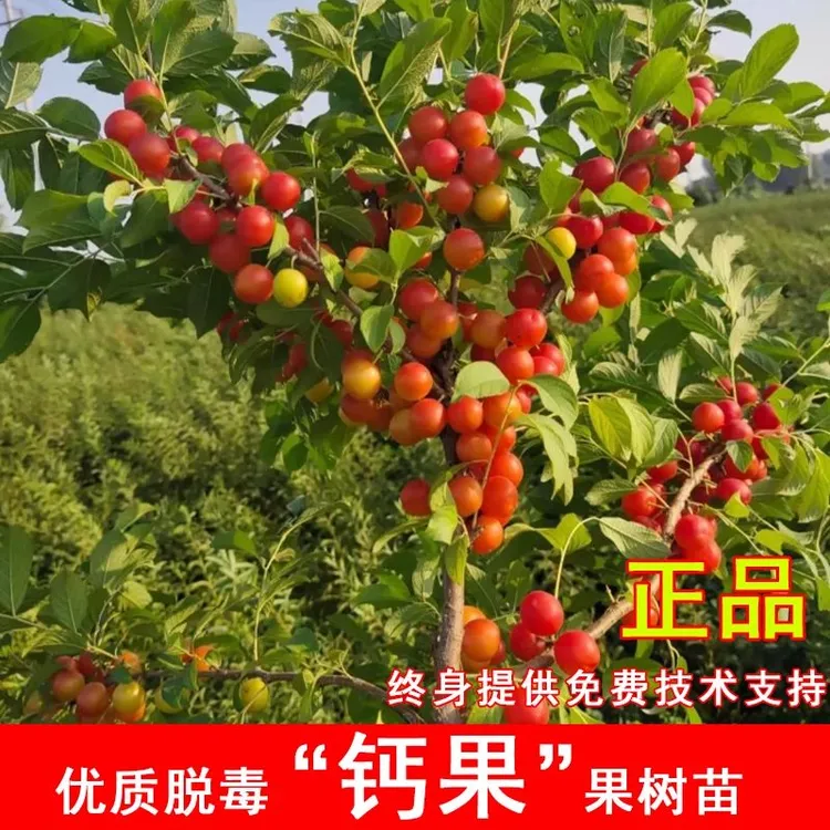 中华红钙果树苗嫁接欧李树苗黄钙果苗南方北方种植当年结果果树苗