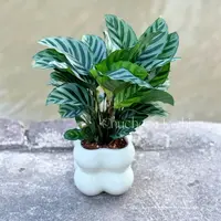 翠叶竹芋盆栽枝条客厅办公桌绿色美观好养绿植养护叶观叶自然花盆