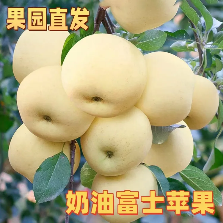 【助农】山东烟台栖霞奶油富士苹果新鲜直发td