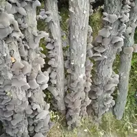椴木木耳黑木耳农家自然晾晒
