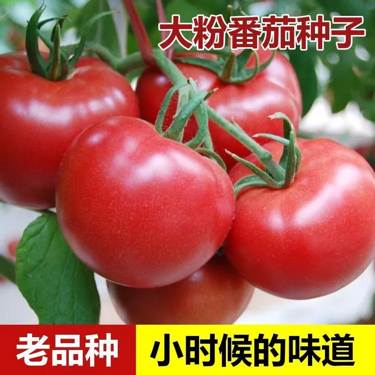 正宗老式沙瓤大红柿子种籽