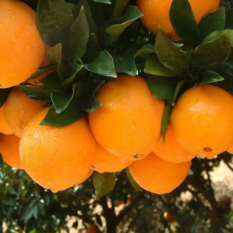 正宗赣南脐橙新鲜现摘现发包邮皮薄香甜多汁