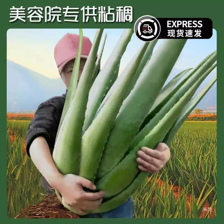 美容院库拉索芦荟美容专用芦荟灌肤芦荟盆栽多肉植物食用芦荟叶