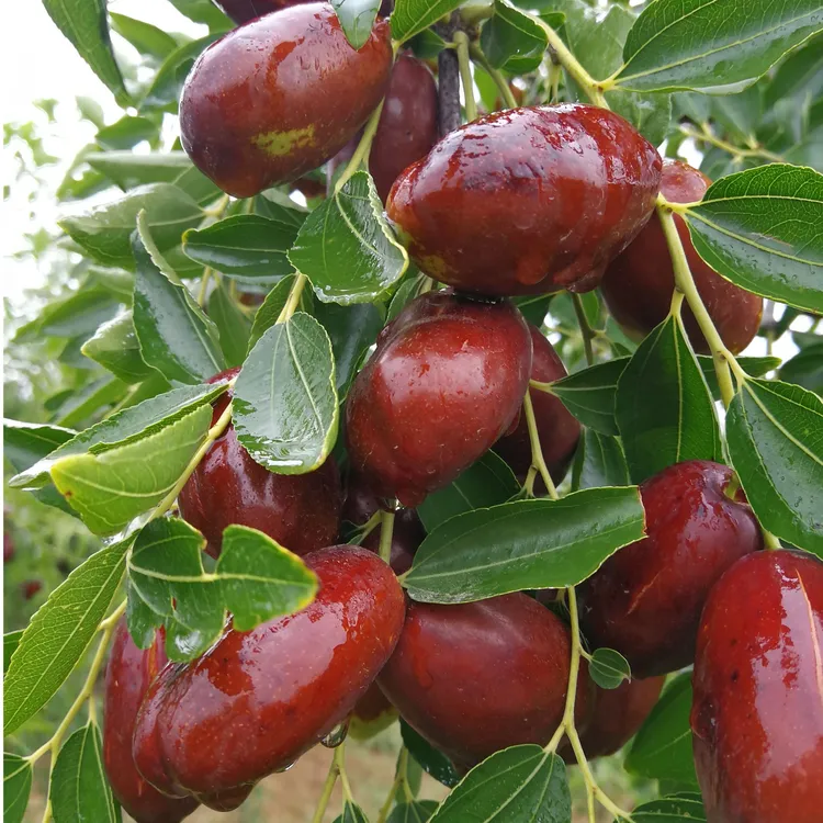 露天5/10斤宁夏灵武长红枣子鲜枣大枣鲜甜甄选发货枣红品沙漠长枣