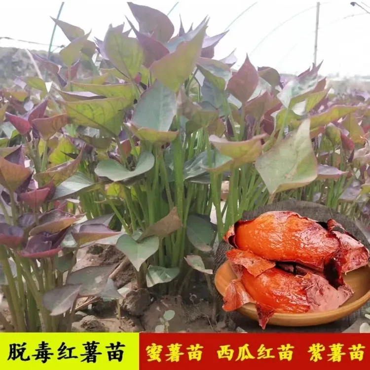 红薯苗西瓜红苗地瓜苗蜜薯苗烟薯25苗红皮黄心红薯秧苗商薯19苗