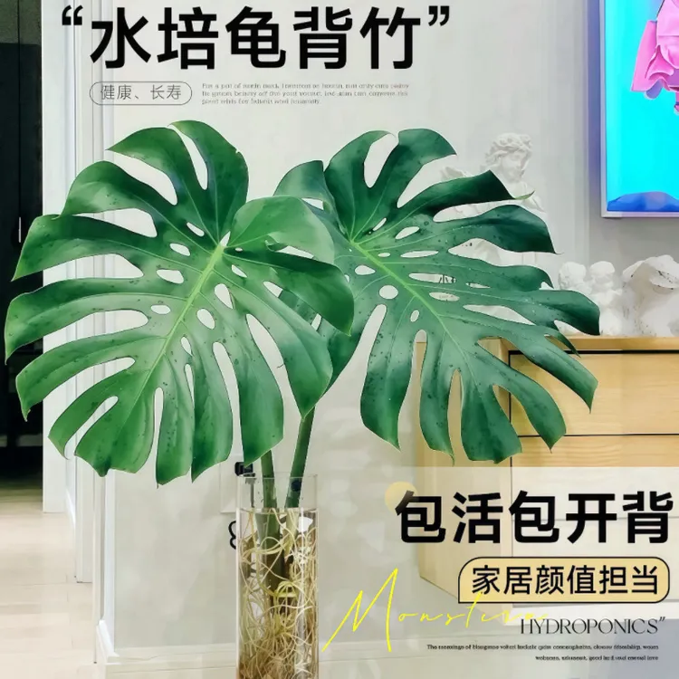 【养死包赔】龟背竹水培植物盆栽北欧风大叶除甲醛办公客厅室内绿植