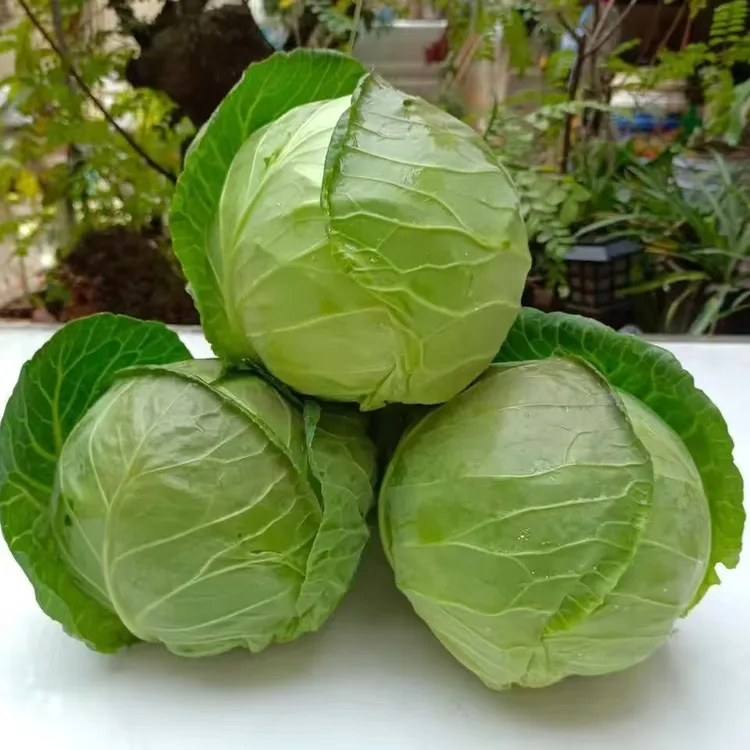 山东农家种植新鲜甘蓝包菜圆白菜绿叶菜
