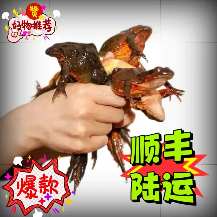 东北特产 林蛙 满籽满油鲜活顺丰包邮送酱