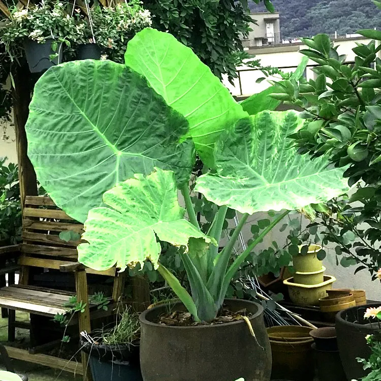 巨型象耳芋大型绿植适合室内外庭院观赏造景植物1米5左右高度