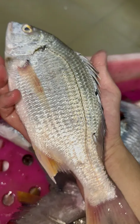 汕尾本港野生海钓黄脚立鱼