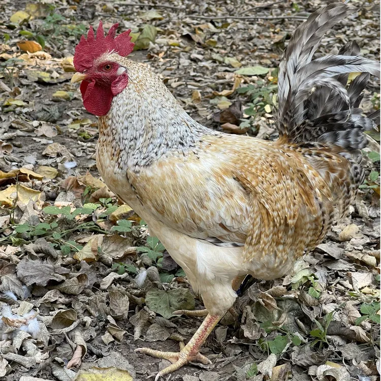 【活体】花柴宠物鸡、观赏鸡、家庭散养、公母可选、花色可选、活体发货。
