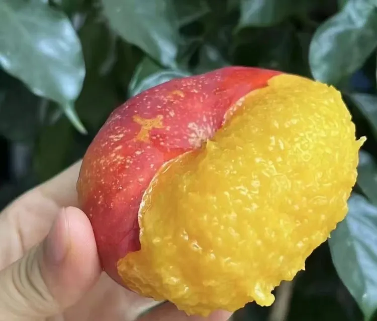 现摘现发油蟠桃当季新鲜水果脆软两吃香甜多汁