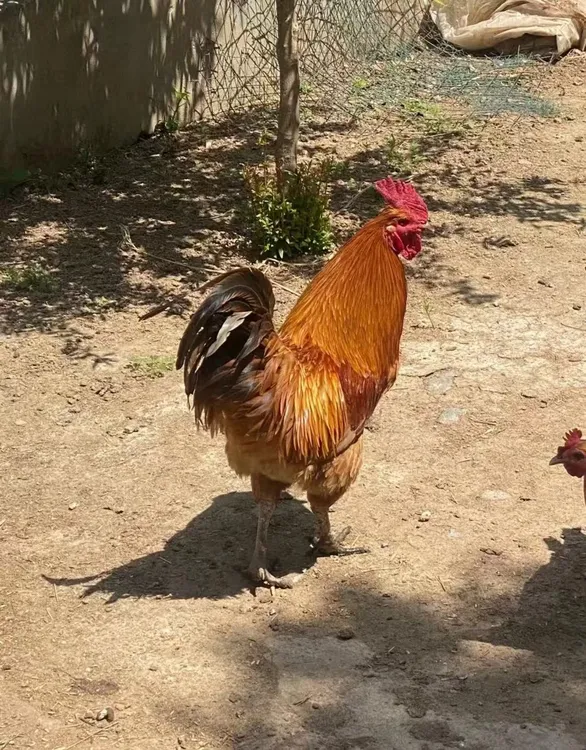 东北散养溜达大公鸡不支持快递拦截