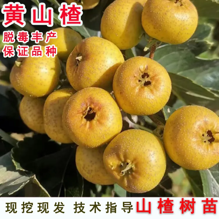 无籽甜山楂树活苗黄金豆嫁接黄山楂苗树苗庭院盆栽地栽南北方种植