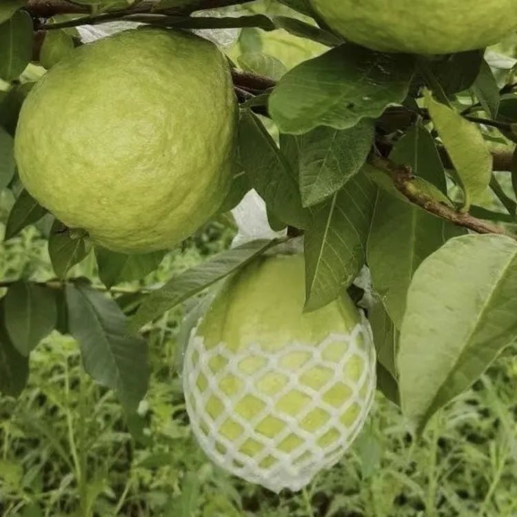 湛江自家产地直发白心芭乐新鲜现摘脆甜爽口番石榴当季水果脆甜