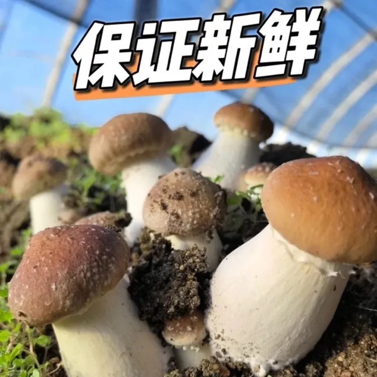 新鲜采摘松茸菇赤松茸生鲜食品煲汤食材包邮