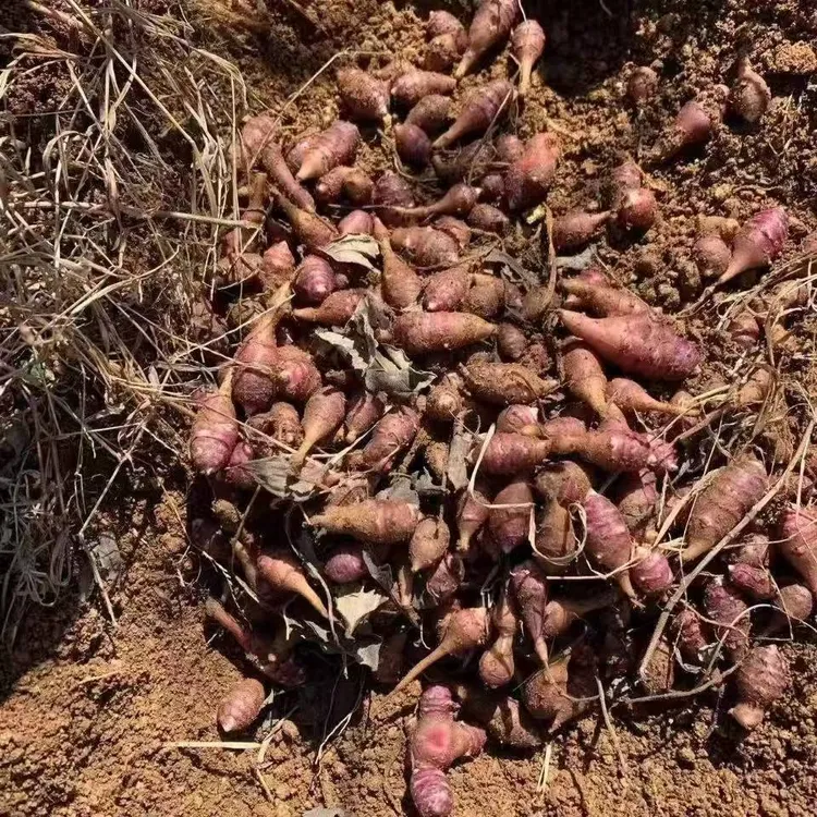【胰岛果种子】四季种植盆栽地栽阳台小院种植