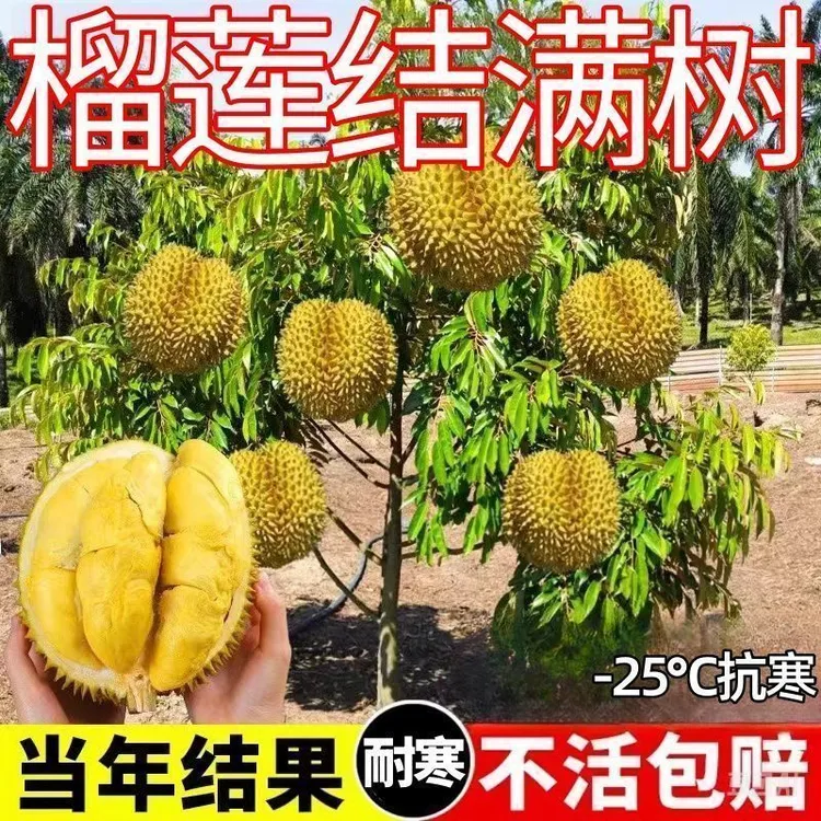 【当年结果】泰国金枕猫山王榴莲盆栽地栽庭院南北方耐寒带土带叶