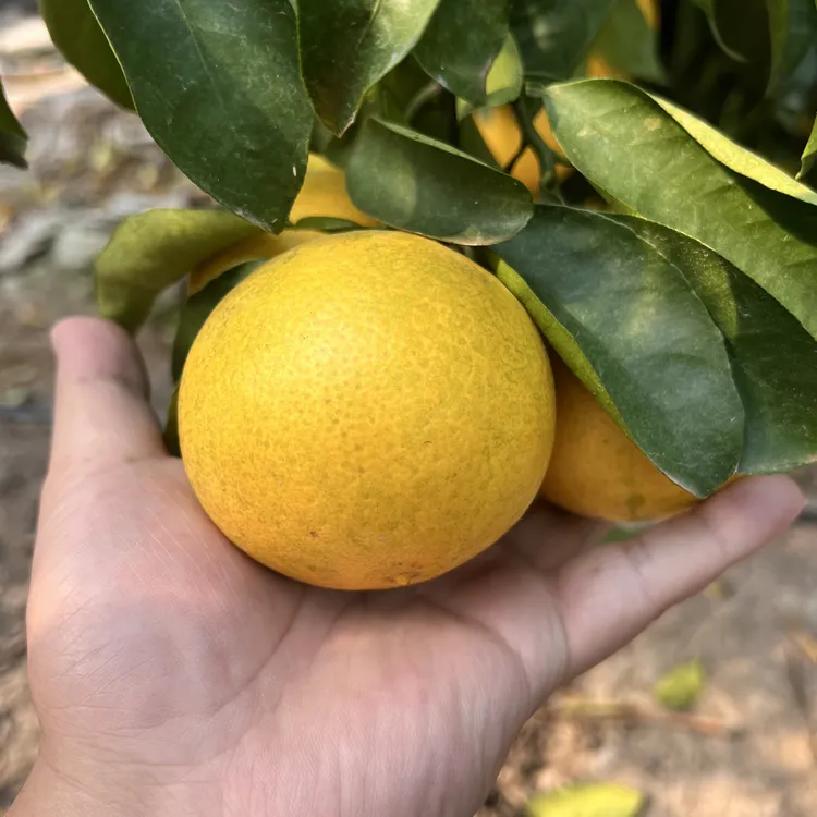 嘎嘣脆柑橘苗木枝条母本源头直发现剪现发包邮技术支持拒绝假苗