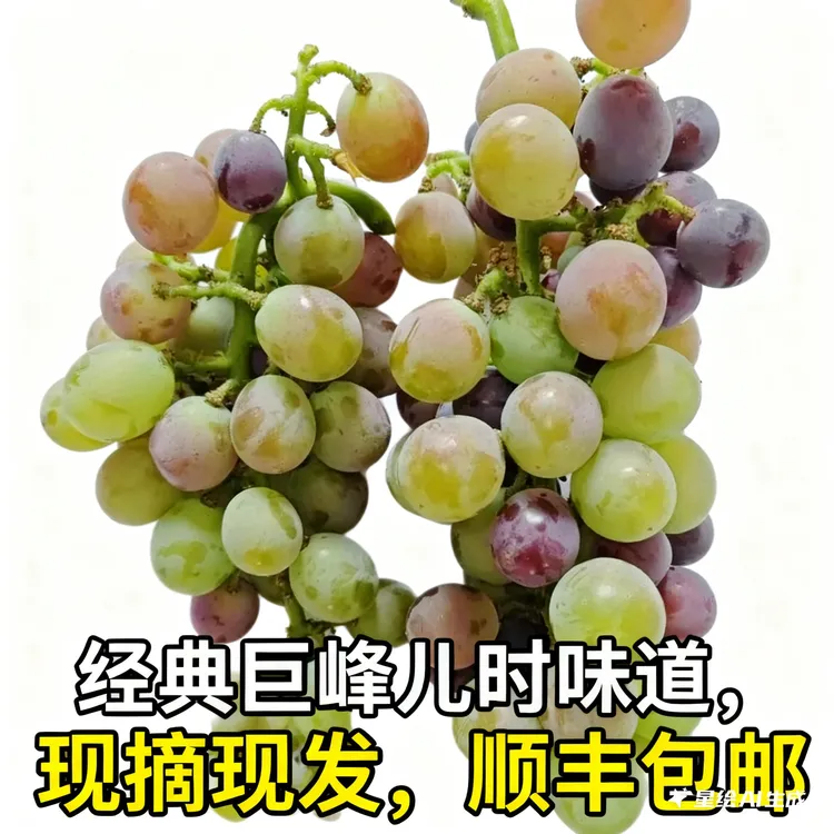 经典巨峰葡萄自然成熟儿时味道产地直发顺丰包邮