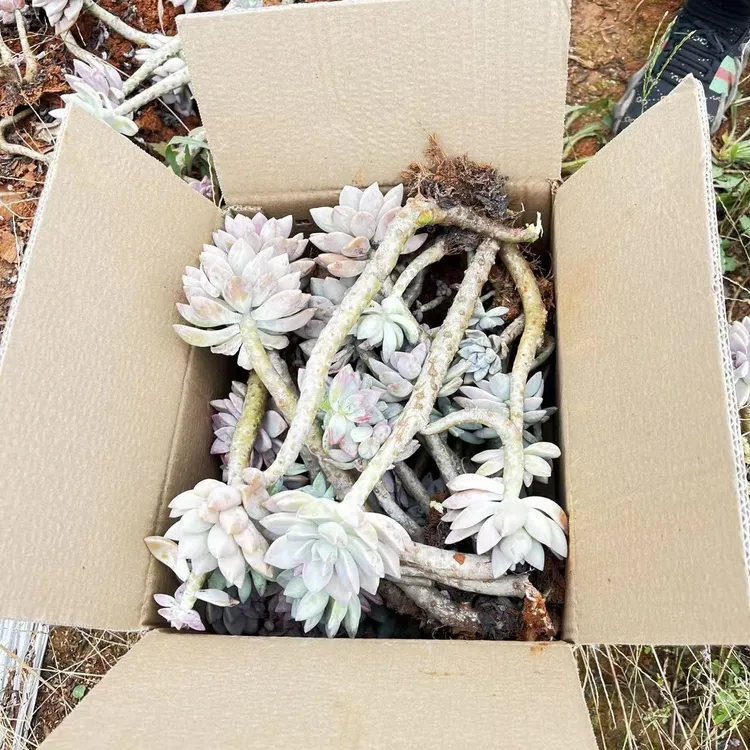 一花一世界多肉，箱拍断枝淡雪老桩，一箱发货，掉叶断头问题不售后
