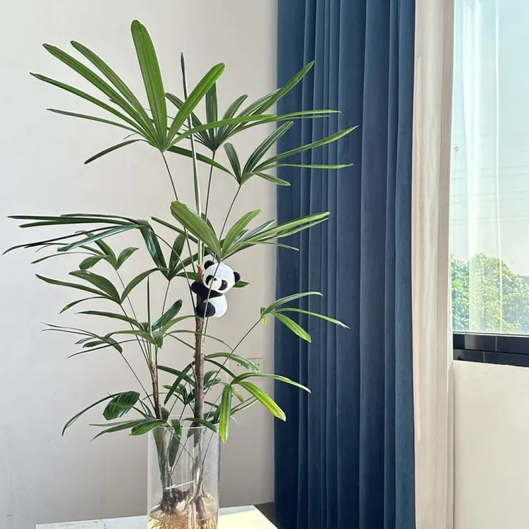 可水培可盆栽金山棕竹懒人绿植四季常青招财好养植物