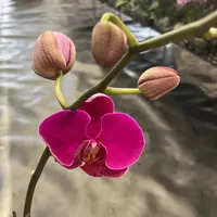 鲜花《芳美红龙》蝴蝶兰云南源头基地直发