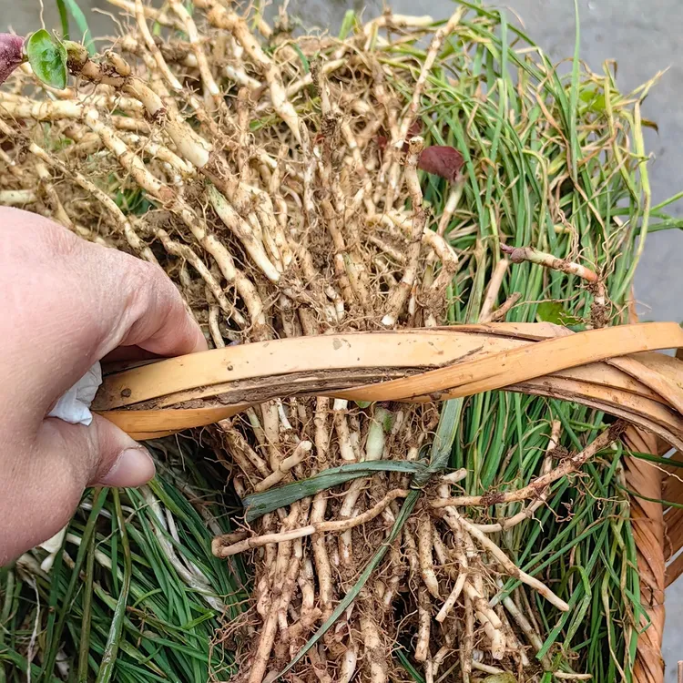 新鲜野葱，折耳根现挖带泥农家时令野菜重庆黔江发货