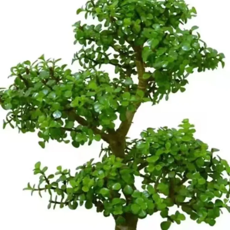 金枝玉叶小苗盆栽金玉满堂盆栽独颗多肉盆景小叶玉树老桩绿植花卉