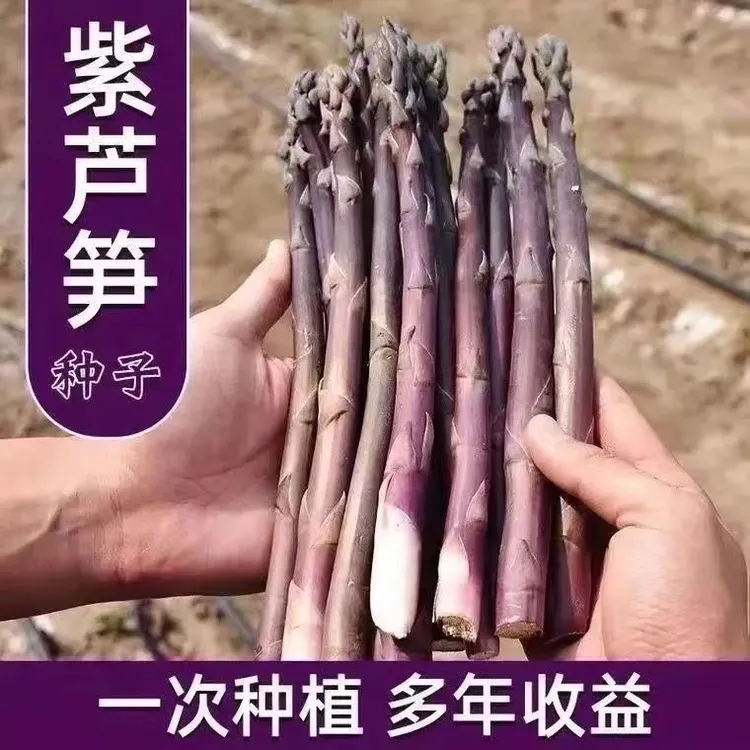 紫芦笋种子芦笋苗根四季种高产盆栽阳台春夏季紫色多年生蔬菜种孑