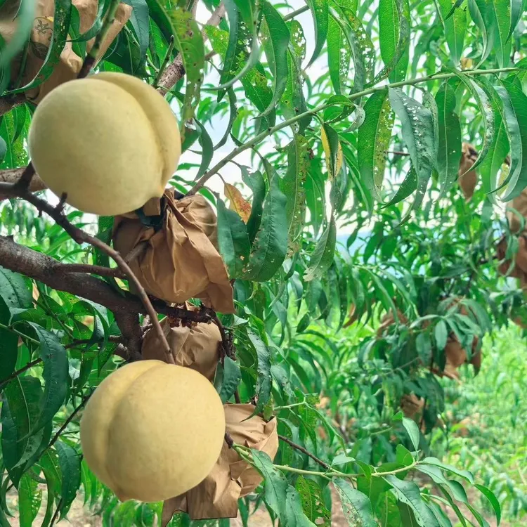 湘西白玉离骨桃新鲜当季甜桃子秋白桃白皮白肉红心当季水果脆甜