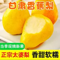 【香蕉梨】甘肃天水太婆梨现摘高原香甜多汁大头梨应季新鲜孕妇软梨