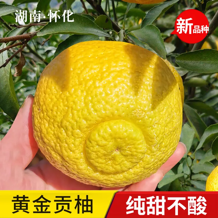 正宗洪江黄金贡柚岩垅湖南怀化安江纯甜春香金柚新鲜水果象山青