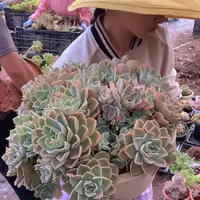 哈利沃森39 多肉植物