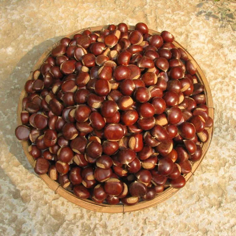湖北罗田带壳板栗3斤/5斤（包邮）