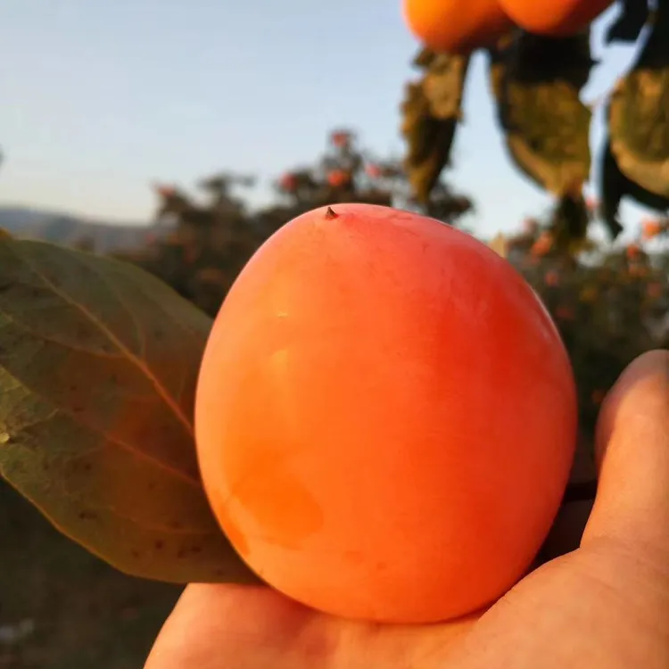 牛心柿子孝义柿子大尖柿新鲜应季水果软糯香甜需催熟山西柿子新鲜