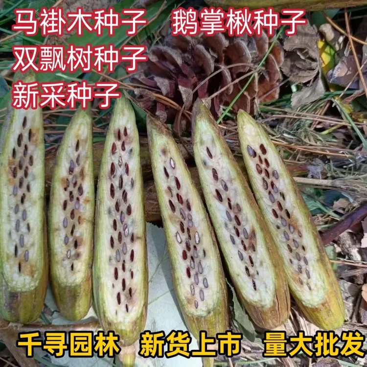 当年新采马褂木树种子鹅掌楸种籽子双飘树种子行道树园林绿化